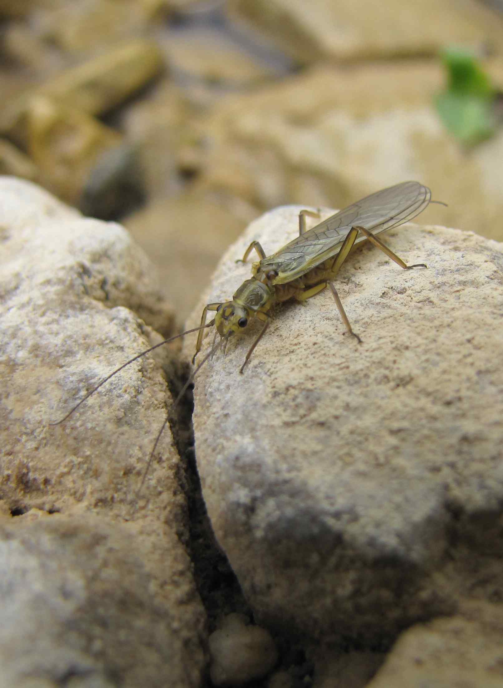 Isoperla rivulorum  a Tolfa